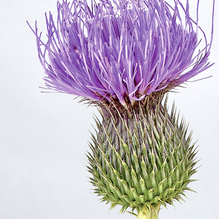 AV_COMEDOCLASTIN_500x500